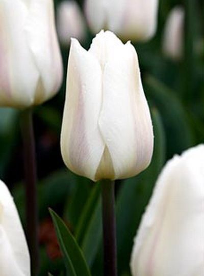 Тюльпан Простой ранний White Marvel h35, белый, апрель, 12/+, 10, 80