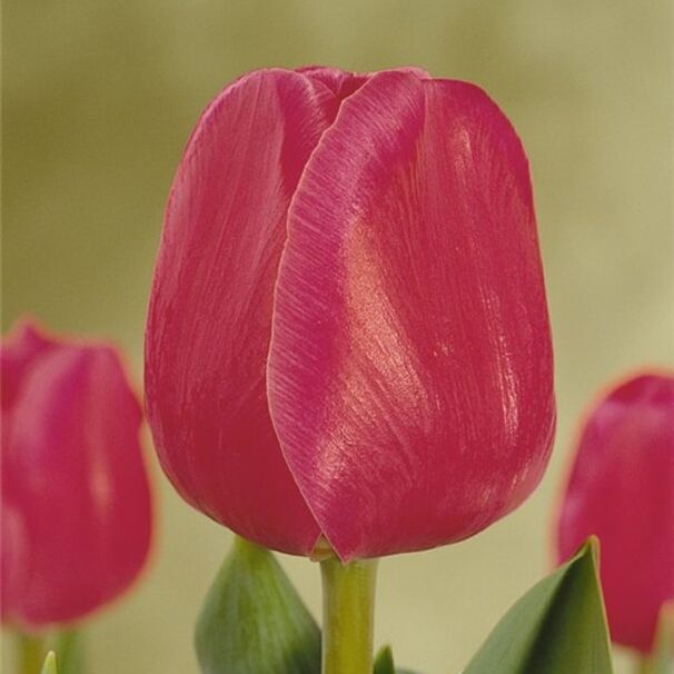 Тюльпан Триумф Carola h55, розовый, май, 10, 80