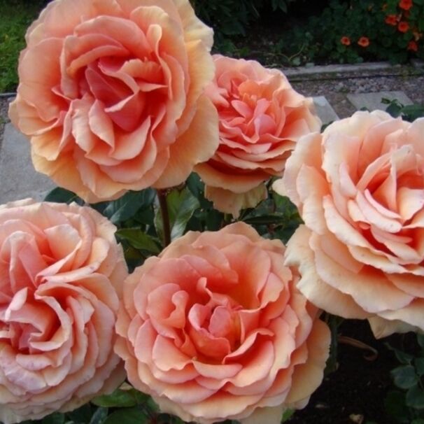Роза Ashram, медно-оранжевый, чайно-гибридная, Tantau