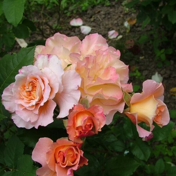 Роза Augusta Luise, абрикосово-розовый, чайно-гибридная, Tantau