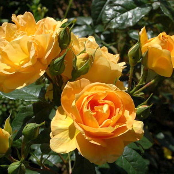 Роза Bernstein, янтарно-желтый, флорибунда, Tantau