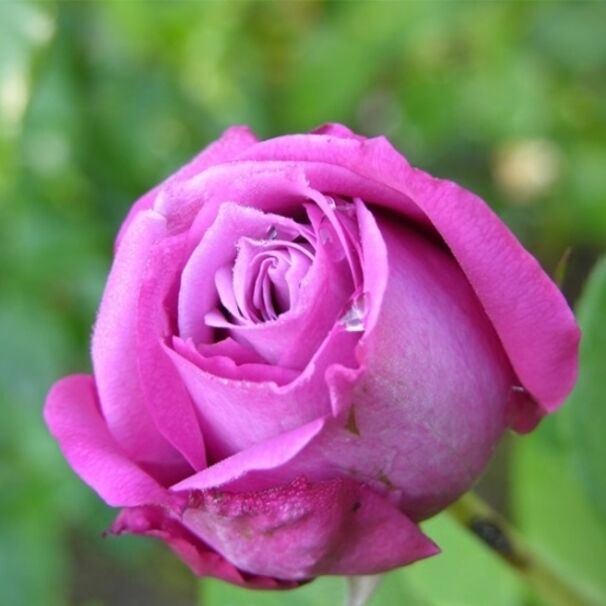 Роза Blue Parfum, пурпурно-лавандовый, чайно-гибридная, Tantau