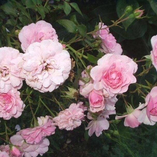 Роза Bonica, нежно-розовый, шраб (почвопокровная), Meilland