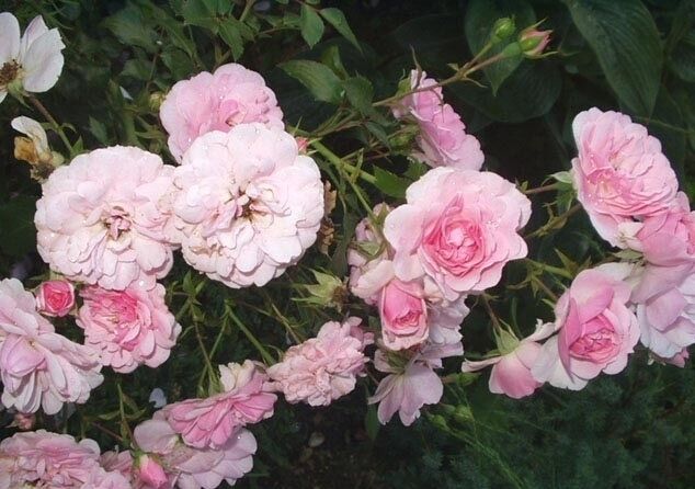 Роза Bonica, нежно-розовый, шраб (почвопокровная), Meilland - Шрабы - Розы - Растения - Каталог - marusin-sad.com