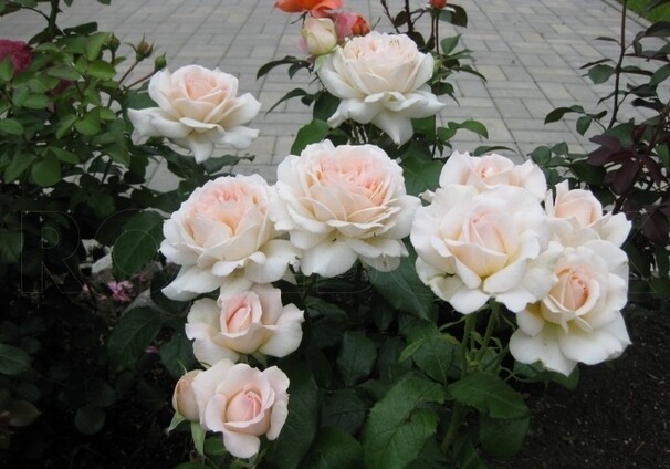 Роза Chandos Beauty, кремовый, чайно-гибридная, Harkness