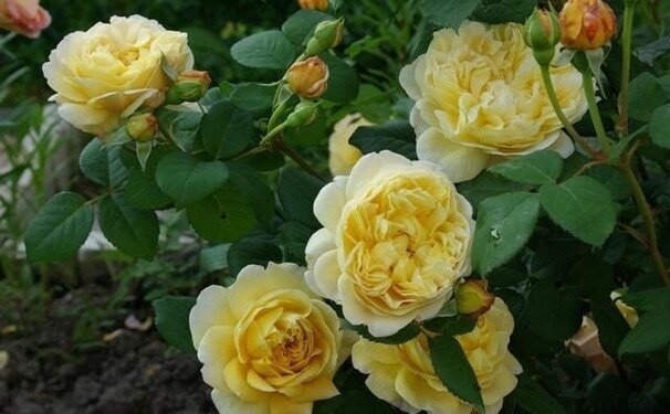 Роза Charles Darwin, желтый, шраб, Austin