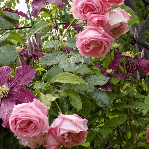 Роза Coral Dawn, розовый, плетистая, Boerner