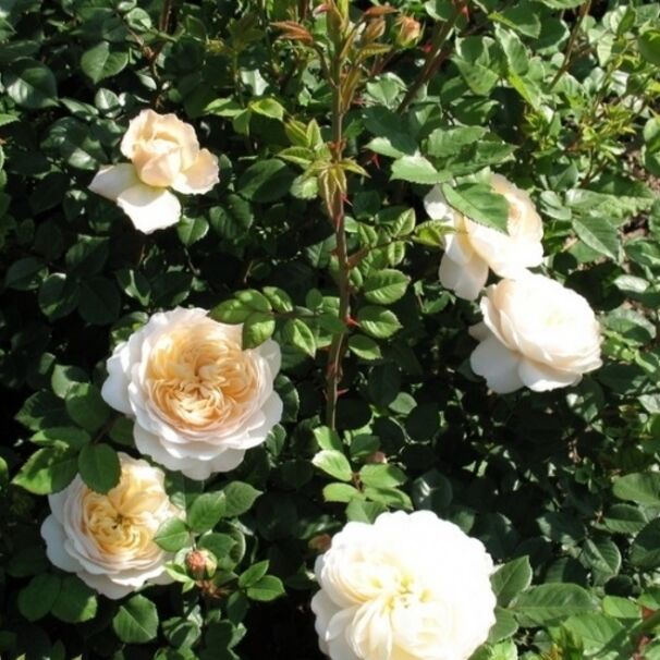Роза Crocus Rose, бело-кремовый, шраб, Austin