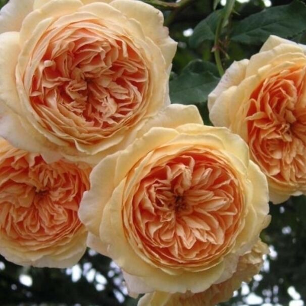 Роза Crown Princess Margareta, оранжево-абрикосовый, шраб, Austin