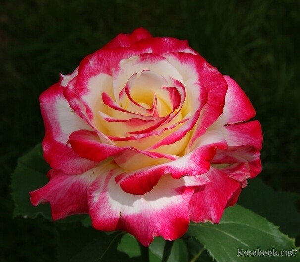 Роза Double Delight, белый с малиновым, чайно-гибридная, Swim&Ellis
