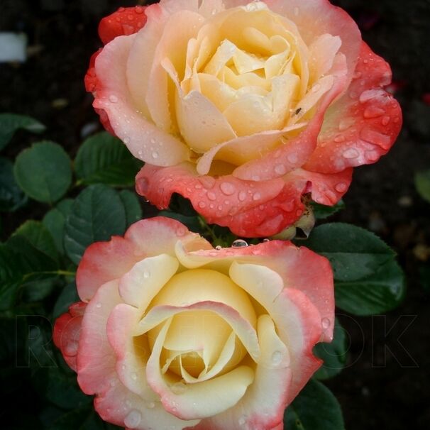 Роза Fiji, бело-кремово-розовый, чайно-гибридная, Interplant