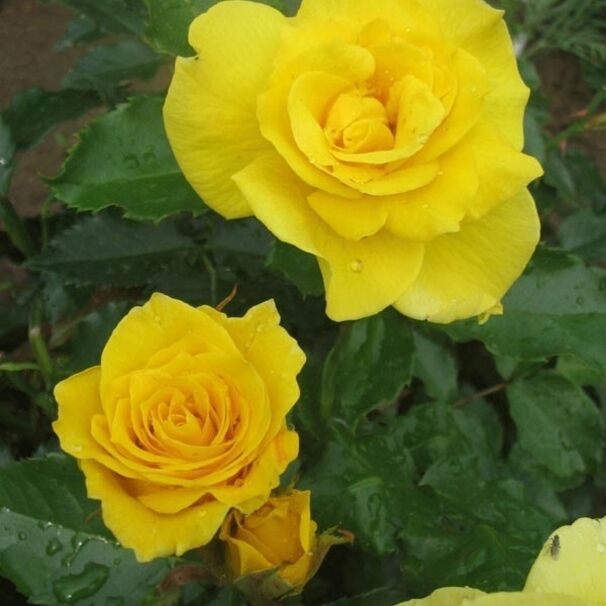 Роза Friesia, ярко-желтый, флорибунда, Kordes