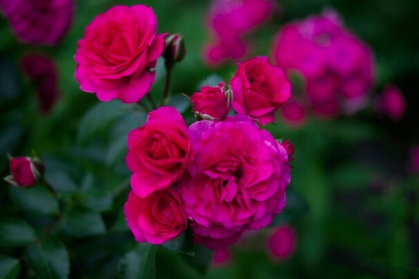 Роза Gartnerfreude, малиново-красный, шраб (почвопокровная), Kordes