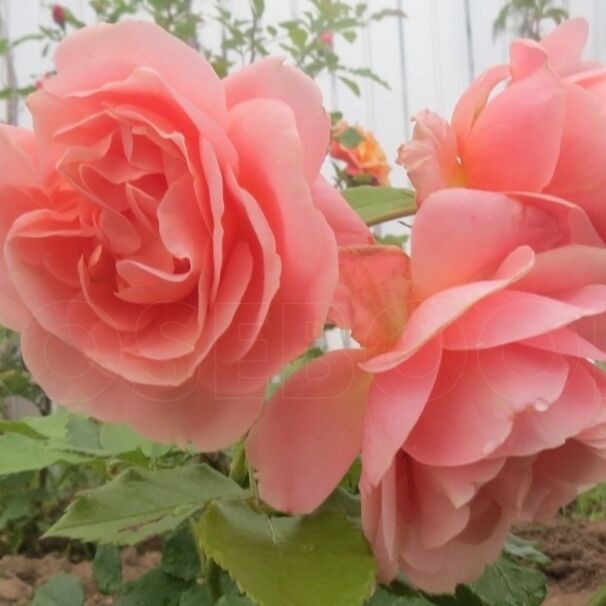 Роза Geisha, абрикосовый, флорибунда, Tantau