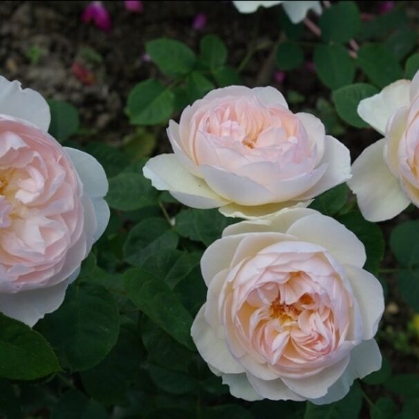 Роза Gentle Hermione, бледно-розовый, шраб, Austin