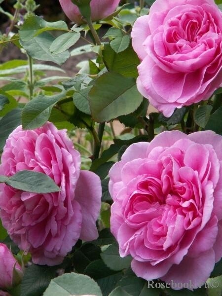 Роза Gertrude Jekyll, насыщенно-розовый, шраб, Austin