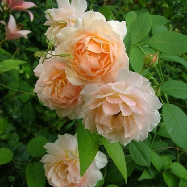 Роза Grace, абрикосовый, шраб, Austin