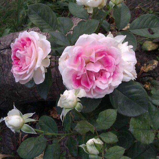 Роза Guernsey, бело-розовый, чайно-гибридная, Interplant