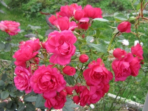 Роза Heidetraum, ярко-розовый, шраб, Noack