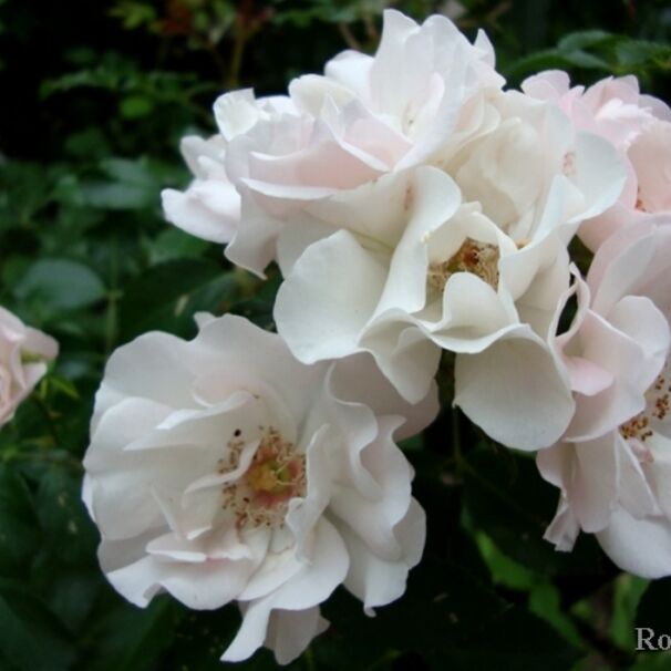 Роза Ice Meidiland, белый, шраб, Meilland