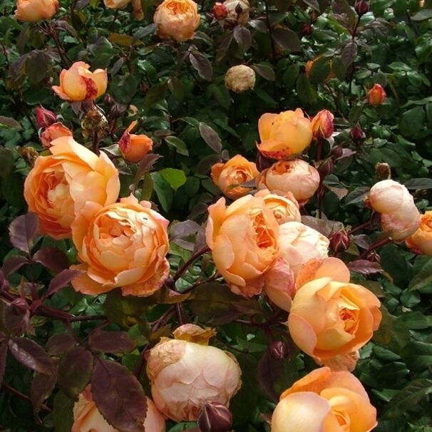 Роза Lady Emma Hamilton, оранжевый, шраб, Austin