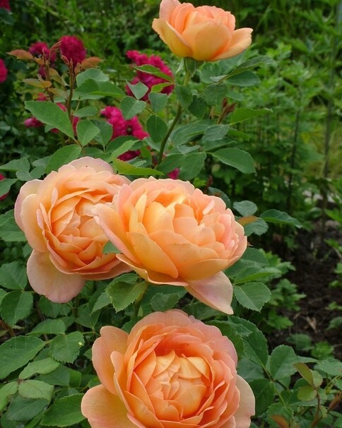 Роза Lady of Shalott, лососево-оранжевый, шраб, Austin