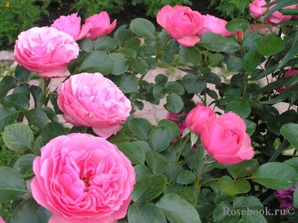 Роза Leonardo da Vinci, насыщенно-розовый, флорибунда, Meilland
