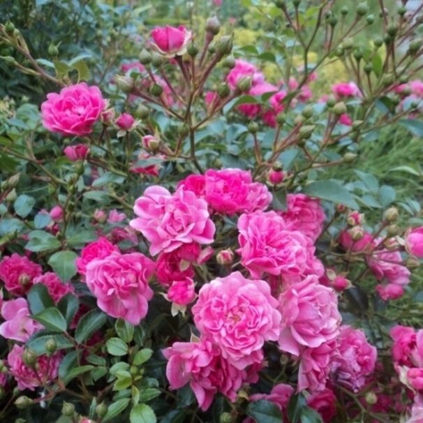 Роза Lovely Fairy, насыщенно-розовый, почвопокровная, Spek