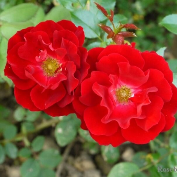 Роза Mainaufeuer, ярко-красный, шраб, Kordes
