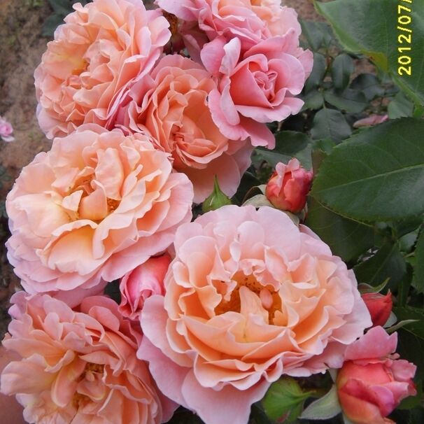 Роза Marie Curie, абрикосово-розовый, шраб, Meilland
