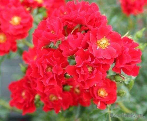Роза Matador, красный, почвопокровная, Tantau