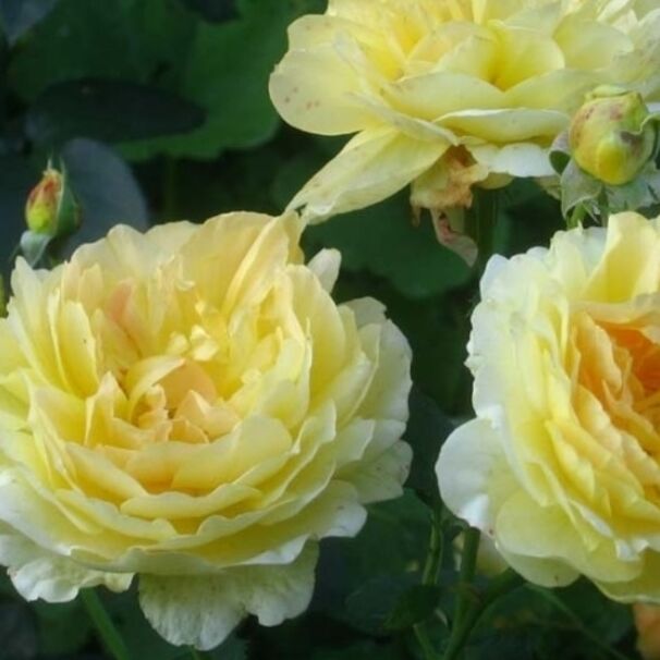 Роза Molineux, бледно-желтый, шраб, Austin