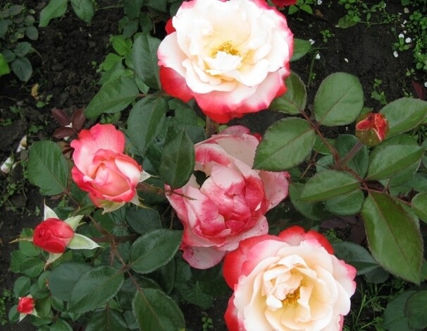 Роза Nostalgie, бело-вишневый, чайно-гибридная, Tantau