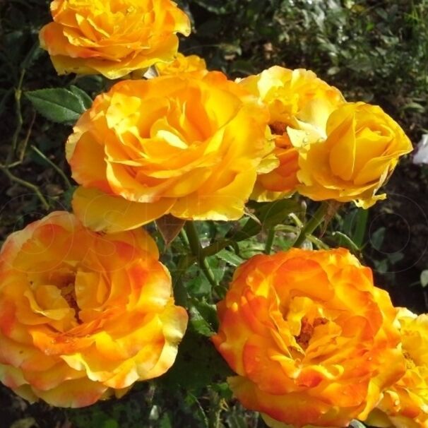 Роза Orange Juice, ярко-желтый, чайно-гибридная, Jack E. Christensen