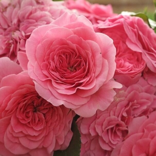 Роза Pink Swany(Les Quatre Saisons), розовый, шраб (почвопокровная), Meilland