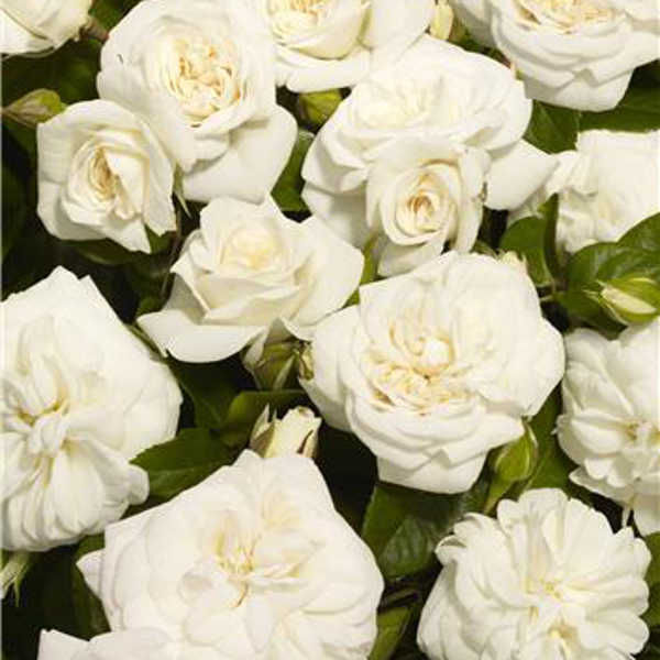 Роза Praque Castle, белый, флорибунда, Olesen