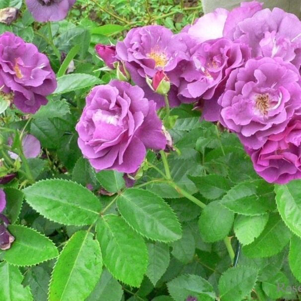 Роза Rhapsody in Blue, пурпурно-фиолетовый, шраб, Cowlishaw/Warner