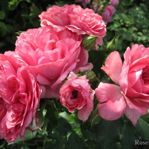 Роза Rosarium Uetersen, насыщенно-розовый, плетистая, Kordes
