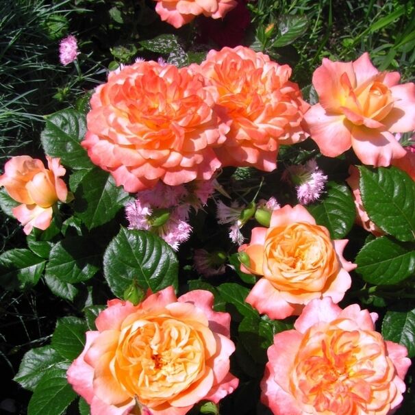 Роза Samaritan, розово-абрикосовый, чайно-гибридная, Harkness