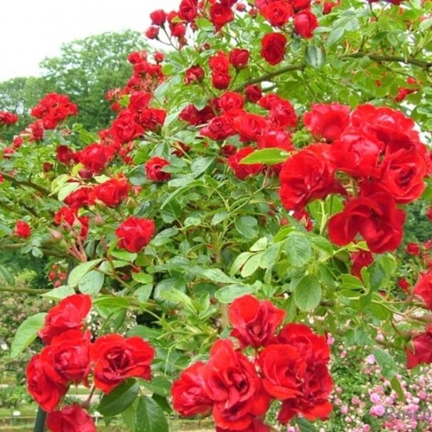 Роза Scarlet Meillandecor, алый, шраб, Meilland