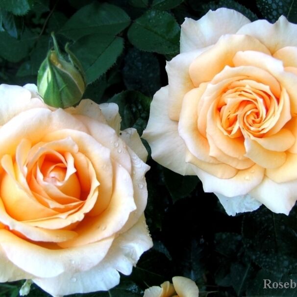 Роза Sophia Renaissance, абрикосово-желтый, шраб, Olesen