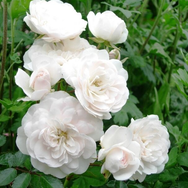Роза Swany, белый, шраб (почвопокровная), Meilland