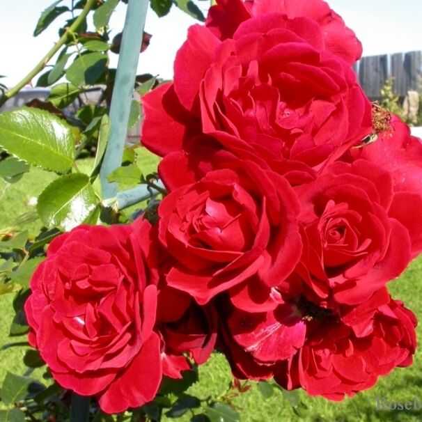 Роза Sympathie, красный, плетистая, Kordes