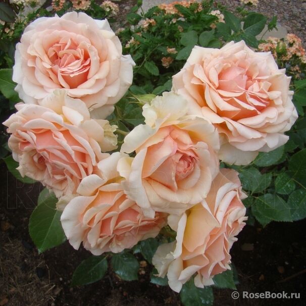 Роза Tahiti, розовый, чайно-гибридная, Interplant
