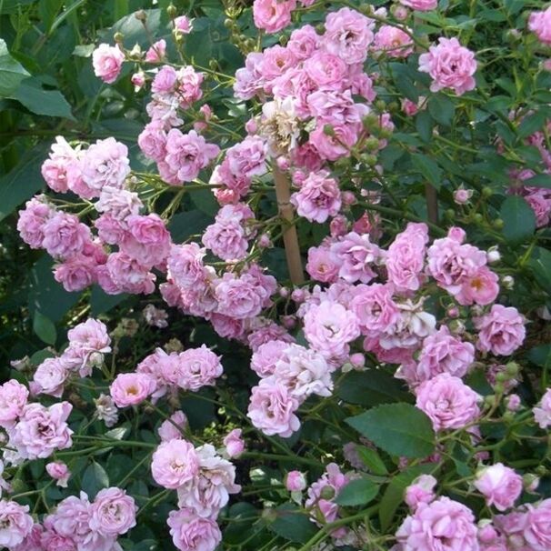 Роза The Fairy, нежно-розовый, почвопокровная, Bentall