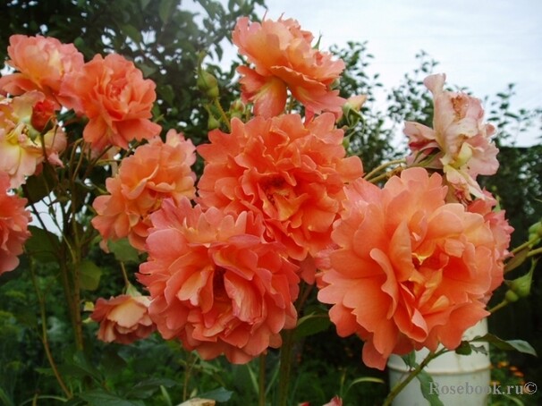 Роза Westerland, оранжевый, шраб, Kordes