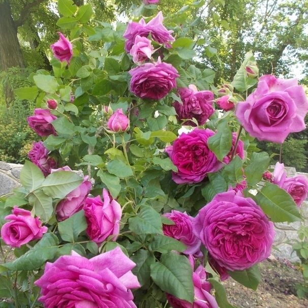 Роза Young Lycidas, малиновый, шраб, Austin