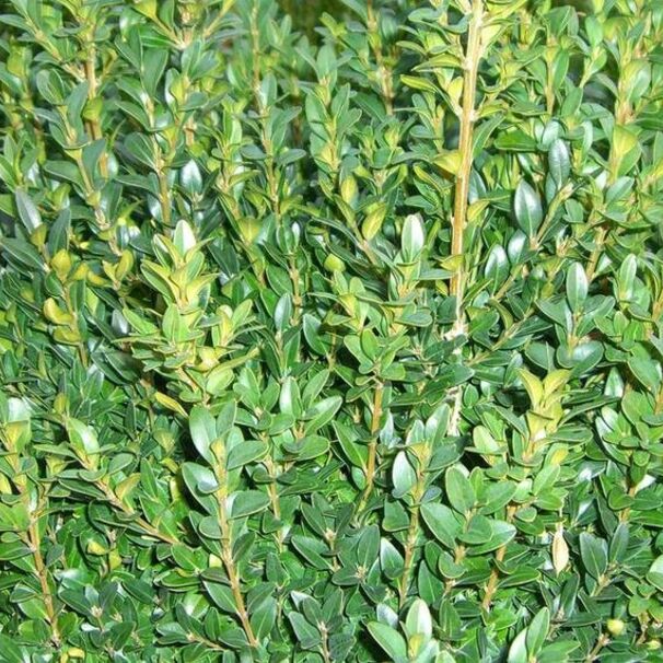 Самшит вечнозеленый Arborescens