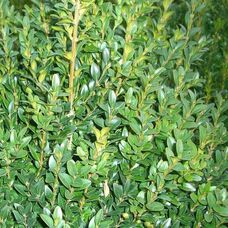 Самшит вечнозеленый Arborescens