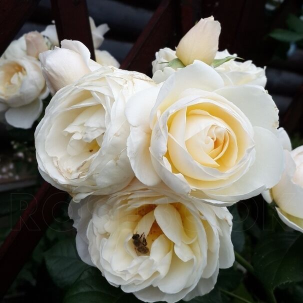 Роза Uetersener Klosterrose, персиковый, плетистая, Tantau